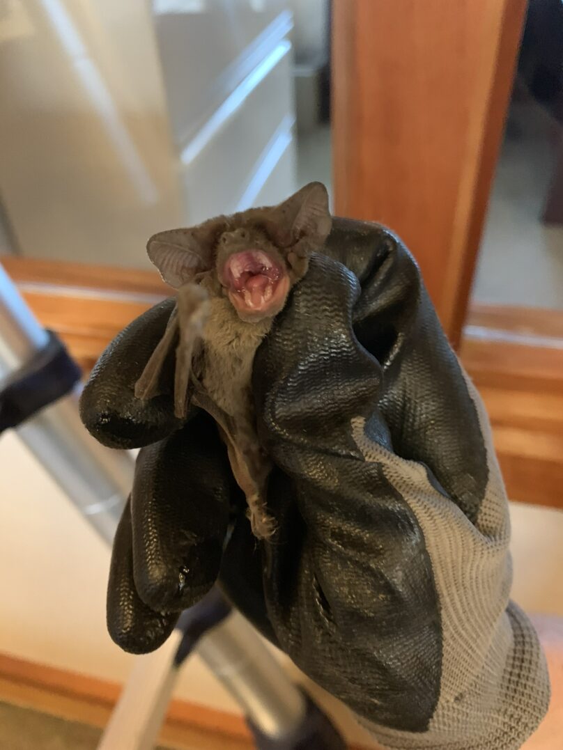 Logo featuring a raccoon, palm tree, and crescent moon with Lowcountry Wildlife Control text.