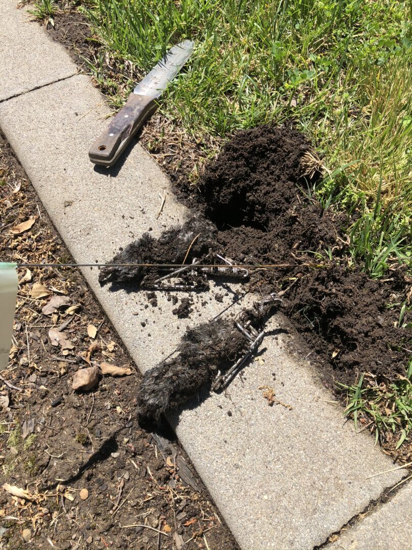 Logo featuring a raccoon, palm tree, and crescent moon with Lowcountry Wildlife Control text.