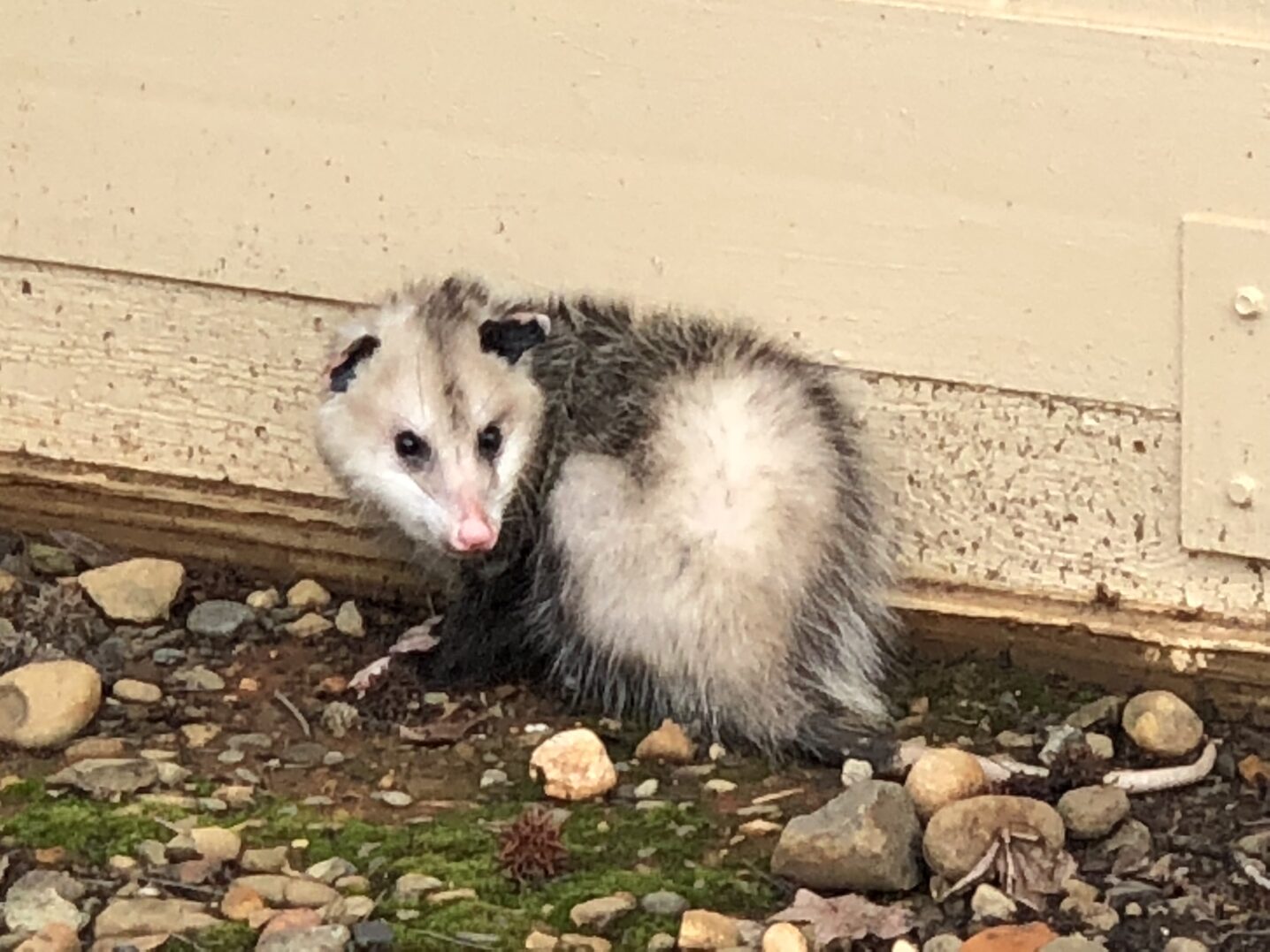 Logo featuring a raccoon, palm tree, and crescent moon with Lowcountry Wildlife Control text.
