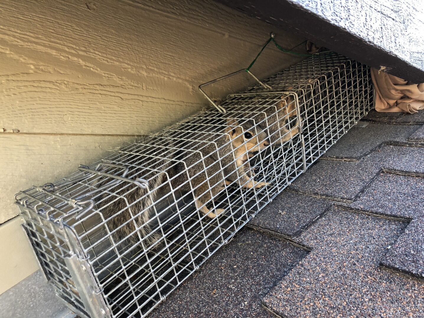 A humane cage trap used for squirrel removal on a roof..