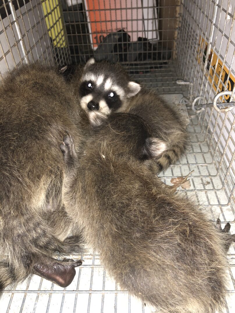 Logo featuring a raccoon, palm tree, and crescent moon with Lowcountry Wildlife Control text.
