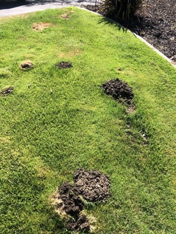 Logo featuring a raccoon, palm tree, and crescent moon with Lowcountry Wildlife Control text.