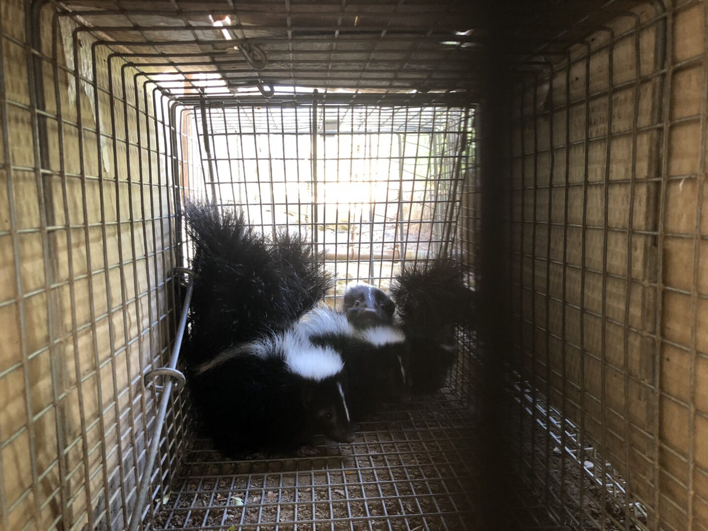 Striped skunks locked inside a cage after skunk removal in Charleston, SC.