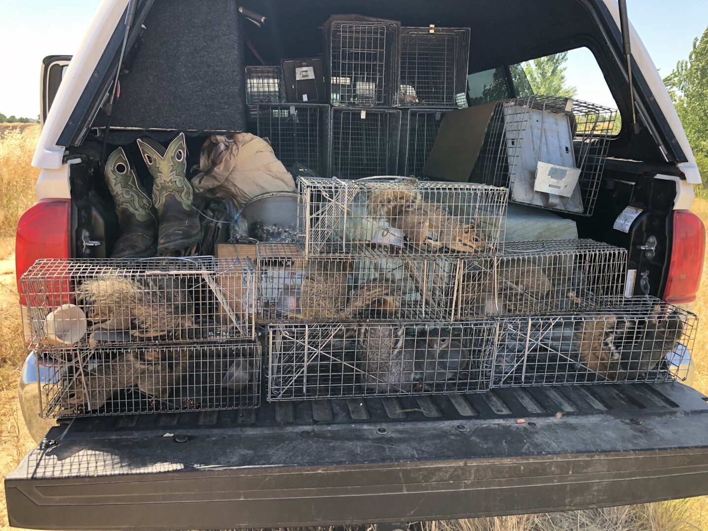  Charleston SC squirrel removal experts using professional equipment to safely transport squirrels.