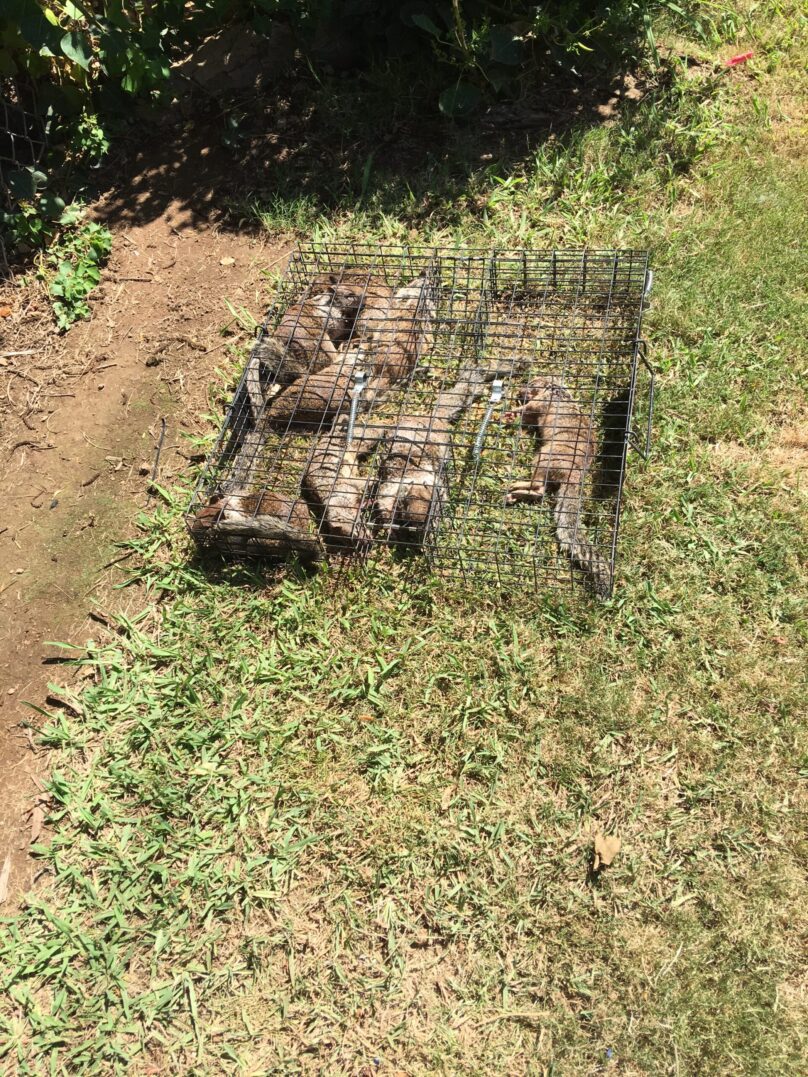 Logo featuring a raccoon, palm tree, and crescent moon with Lowcountry Wildlife Control text.