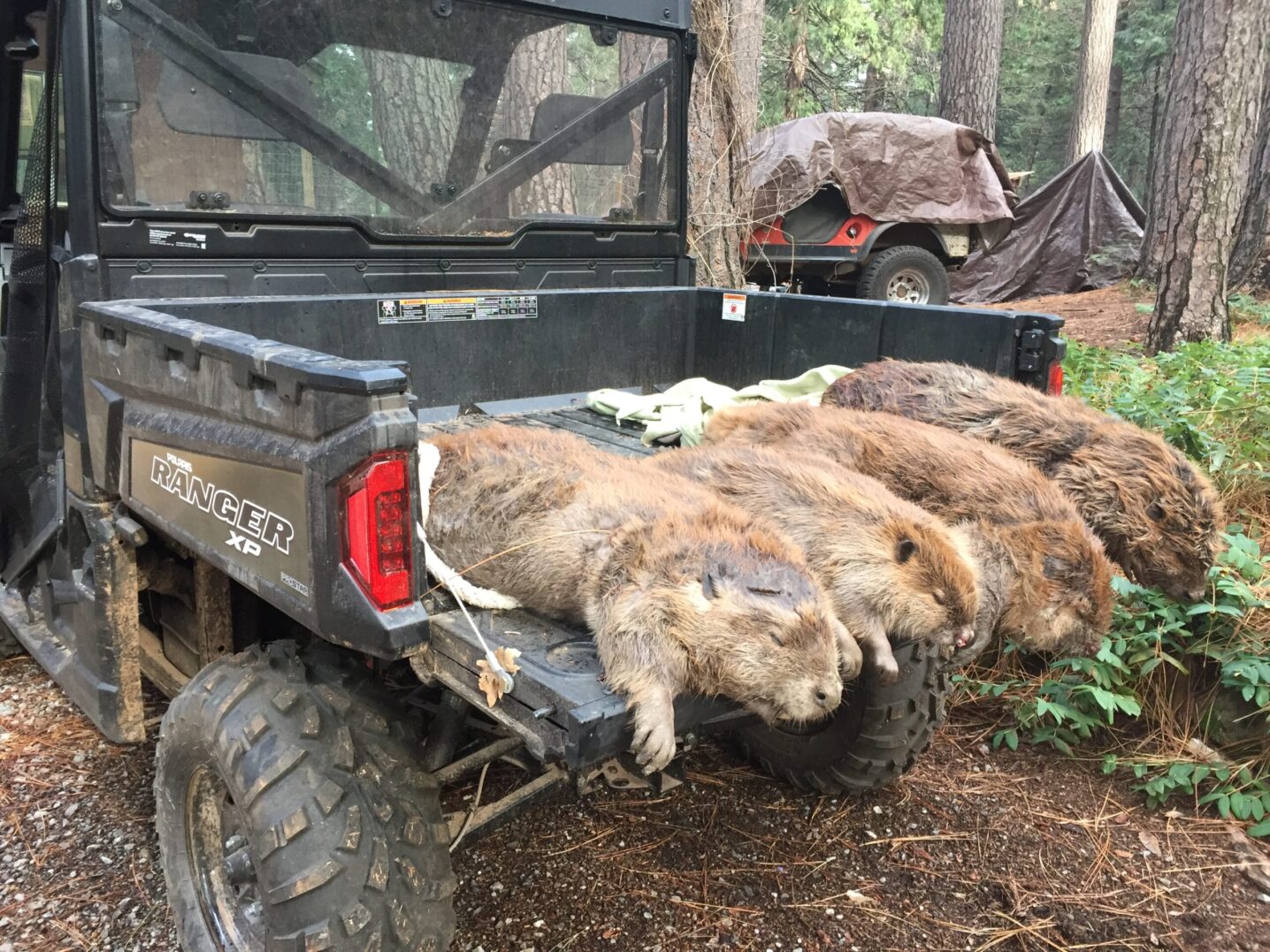 Logo featuring a raccoon, palm tree, and crescent moon with Lowcountry Wildlife Control text.