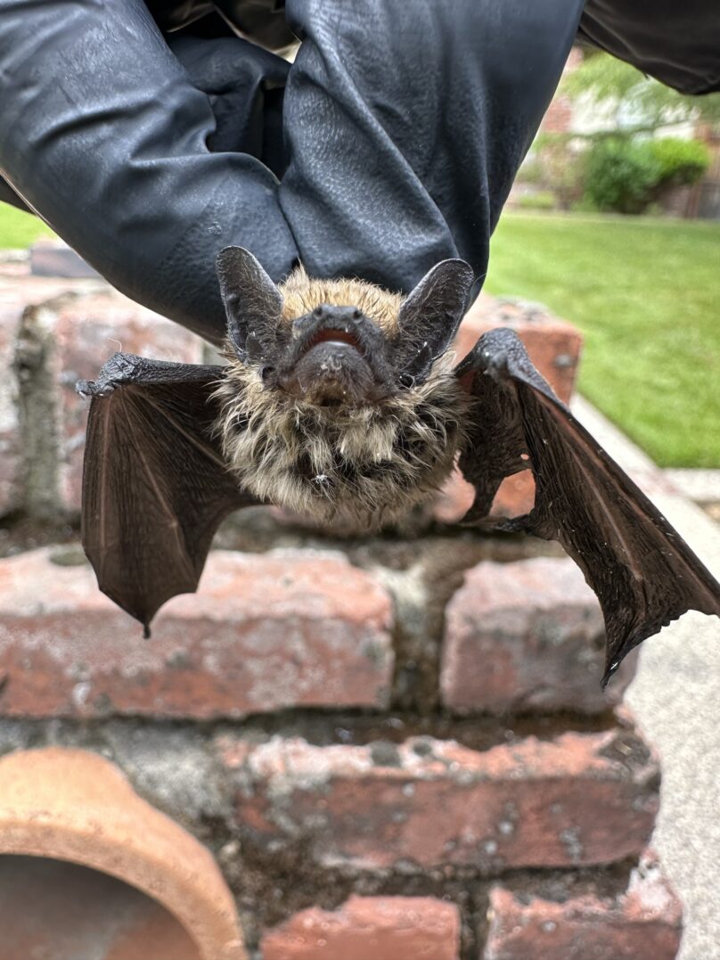 Logo featuring a raccoon, palm tree, and crescent moon with Lowcountry Wildlife Control text.