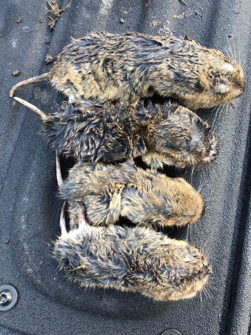 Logo featuring a raccoon, palm tree, and crescent moon with Lowcountry Wildlife Control text.