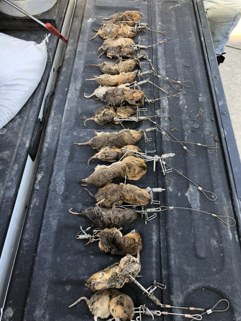 Logo featuring a raccoon, palm tree, and crescent moon with Lowcountry Wildlife Control text.