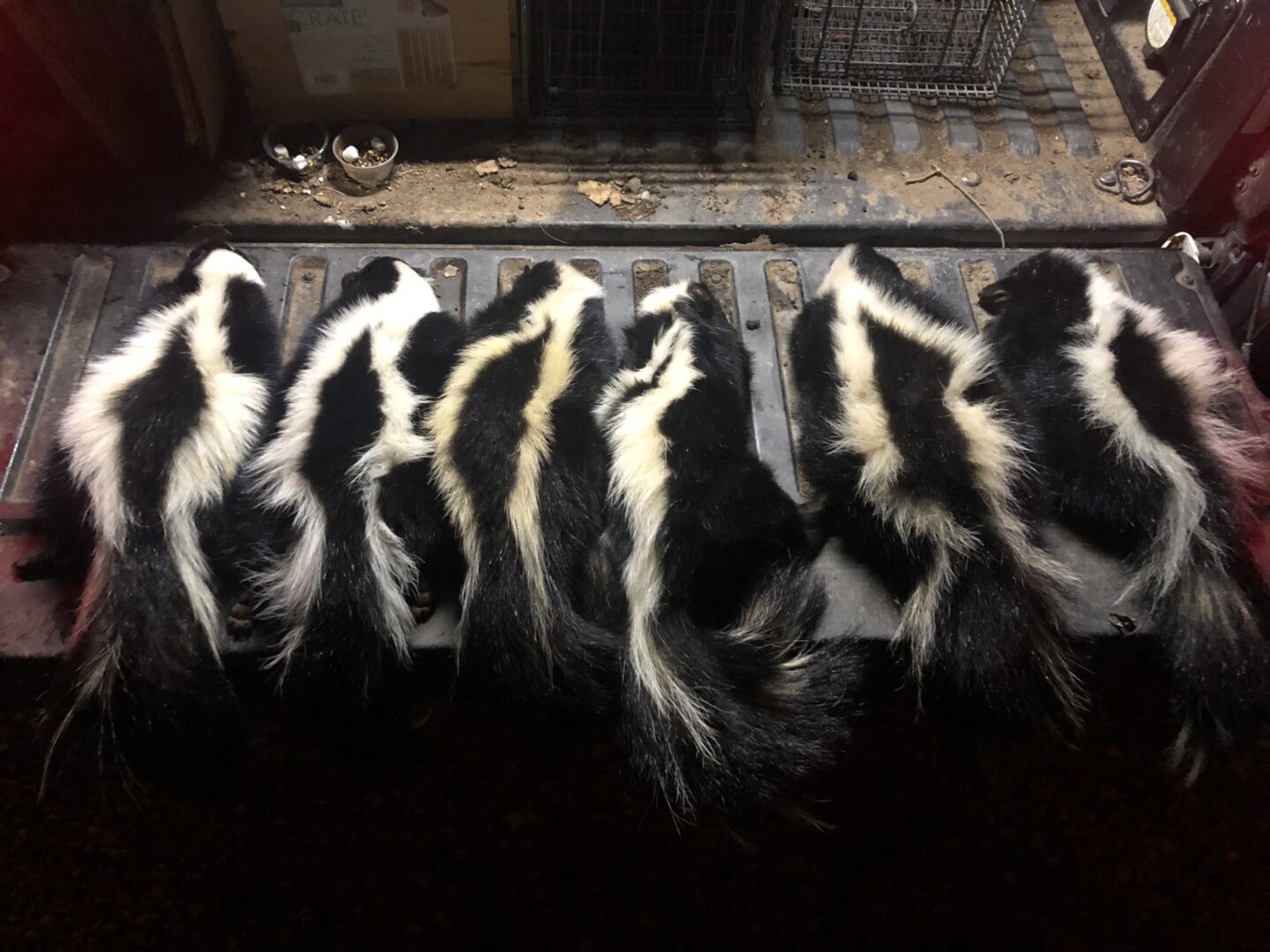Striped skunks lined up after a skunk removal service.