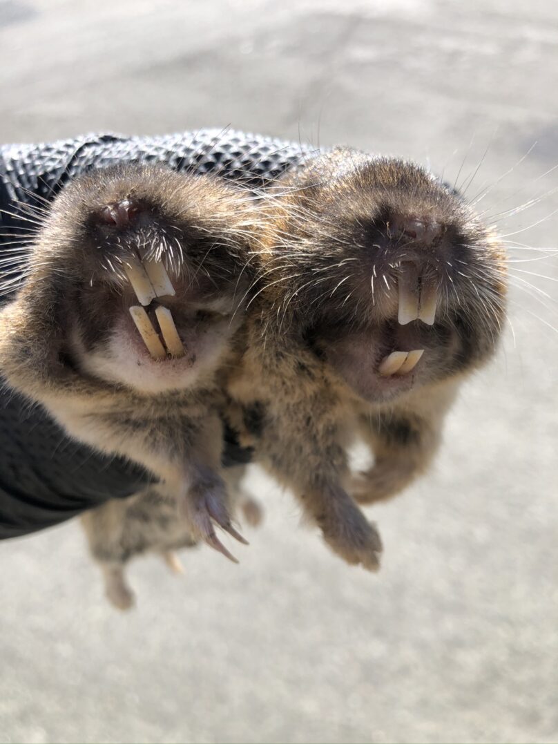 Logo featuring a raccoon, palm tree, and crescent moon with Lowcountry Wildlife Control text.