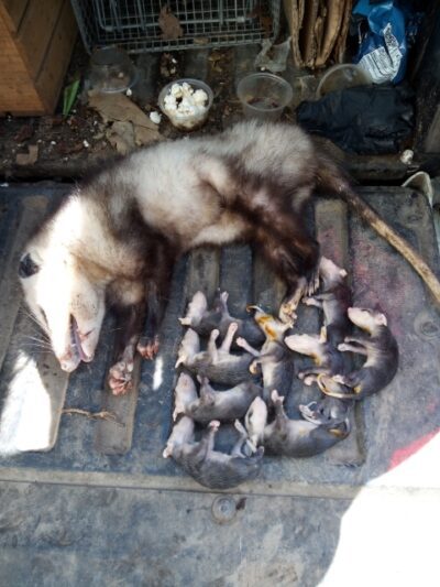  Opossums that were humanely handled during our team's opossum removal. 