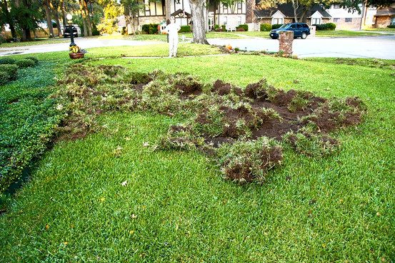 Lawn with patches of dug-up grass.