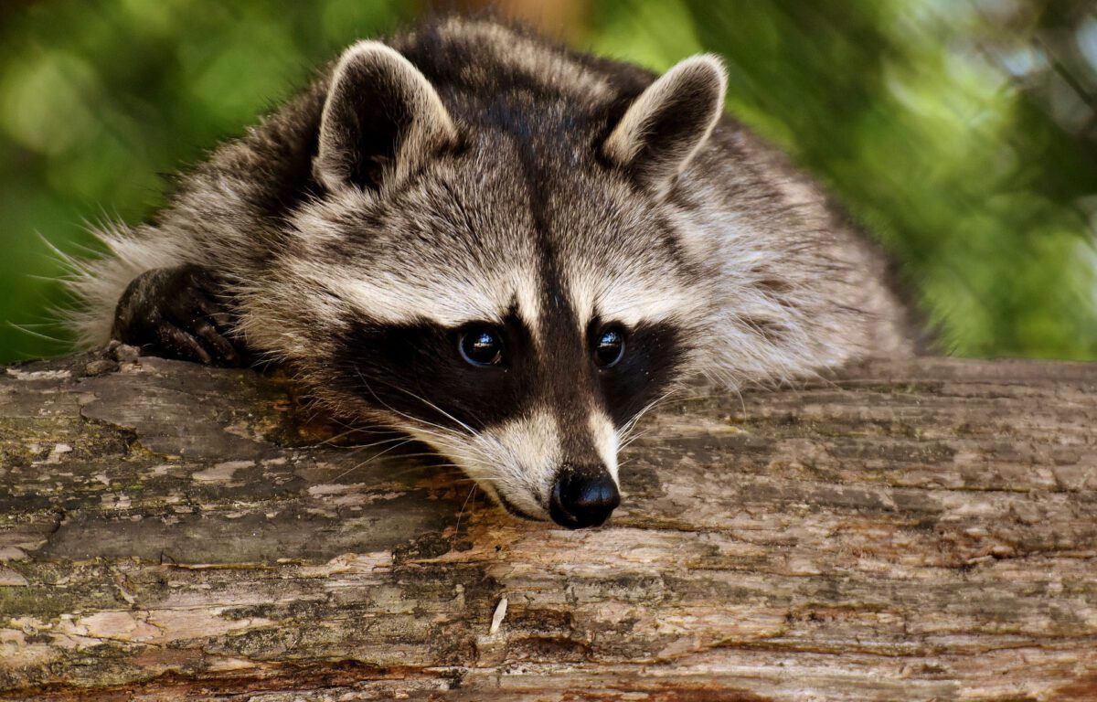 Raccoon spotted before scheduled raccoon removal service in Charleston, SC