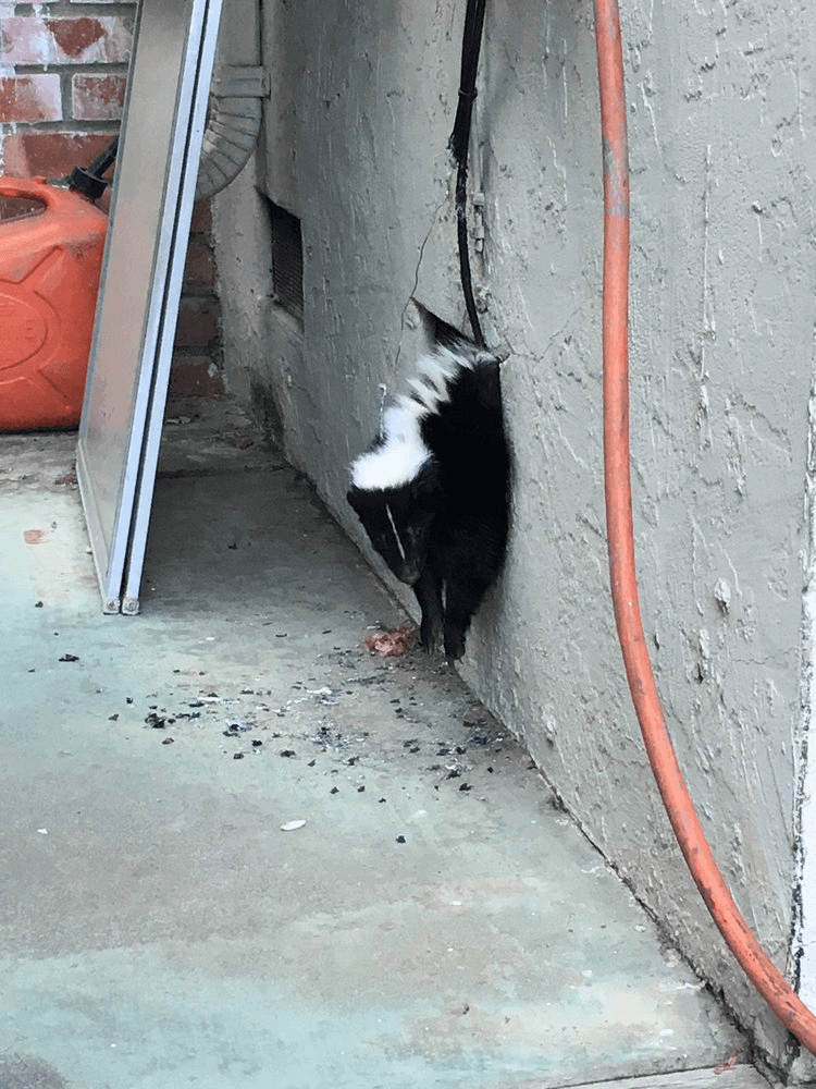 Logo featuring a raccoon, palm tree, and crescent moon with Lowcountry Wildlife Control text.