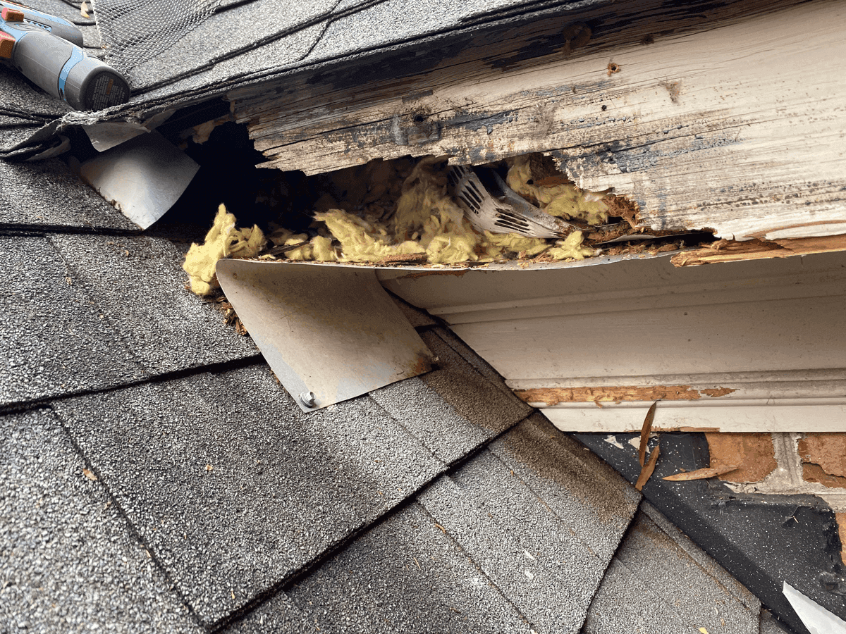 Logo featuring a raccoon, palm tree, and crescent moon with Lowcountry Wildlife Control text.