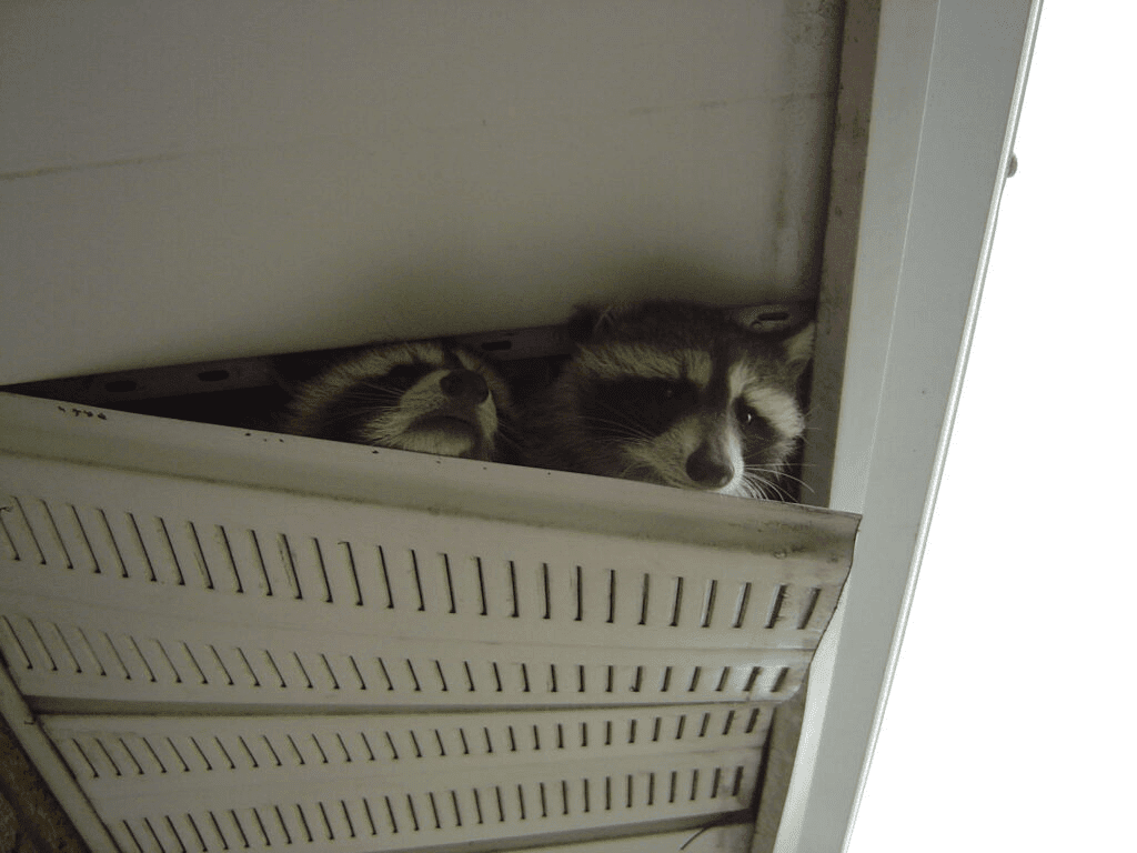 Logo featuring a raccoon, palm tree, and crescent moon with Lowcountry Wildlife Control text.