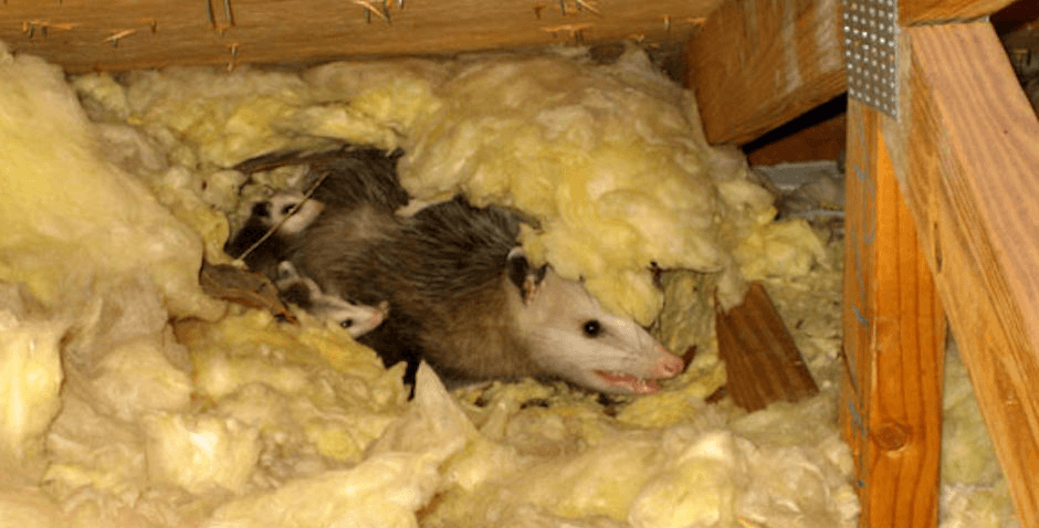 Logo featuring a raccoon, palm tree, and crescent moon with Lowcountry Wildlife Control text.