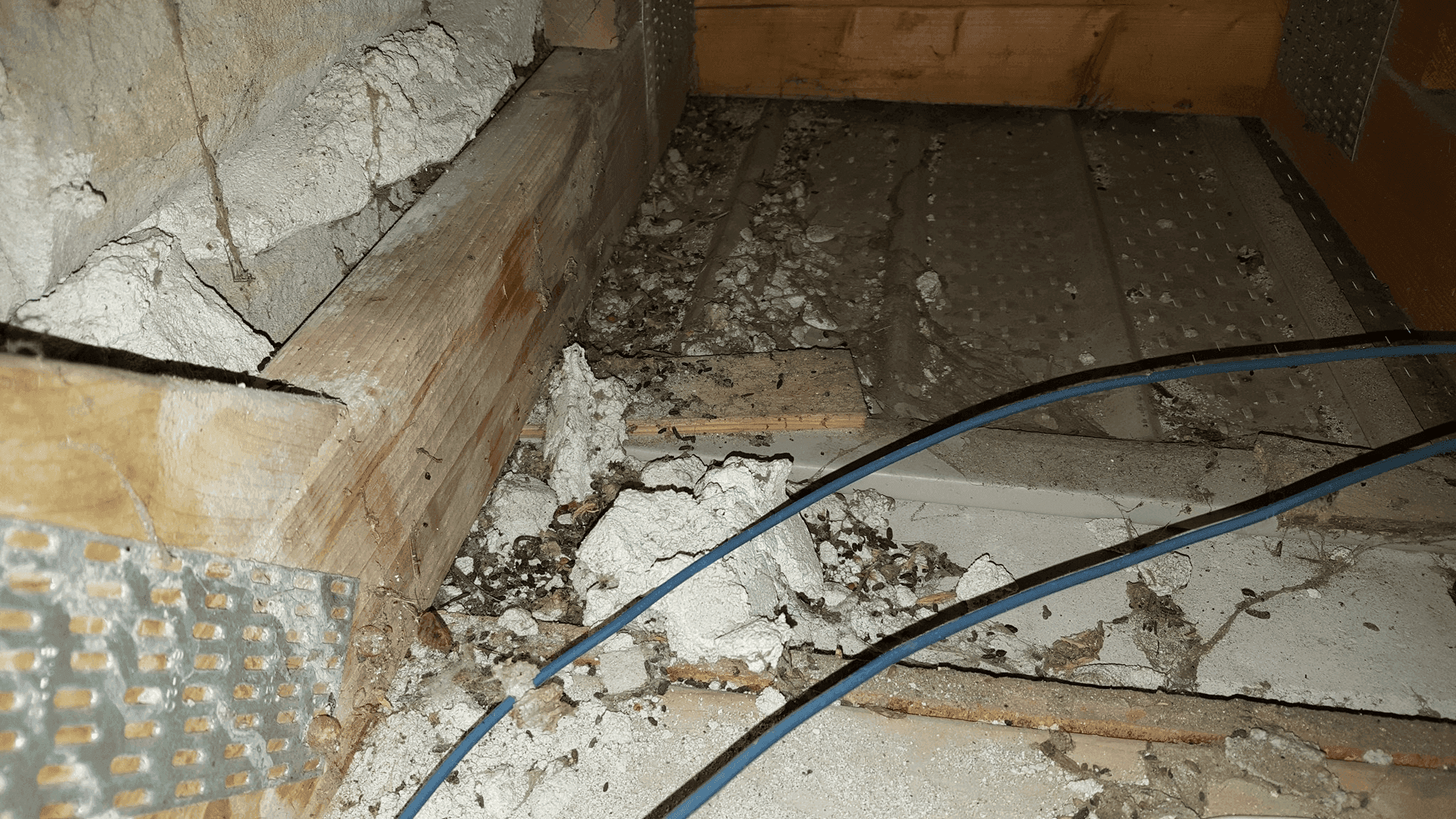 Logo featuring a raccoon, palm tree, and crescent moon with Lowcountry Wildlife Control text.