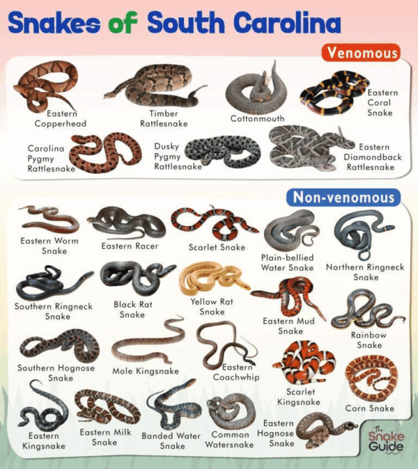 Chart displaying venomous and non-venomous snakes of South Carolina with images and names.