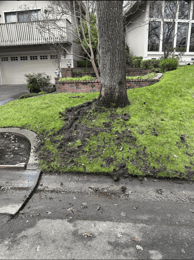 Logo featuring a raccoon, palm tree, and crescent moon with Lowcountry Wildlife Control text.
