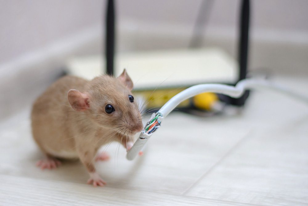 Rat chewing on an exposed cable wire.